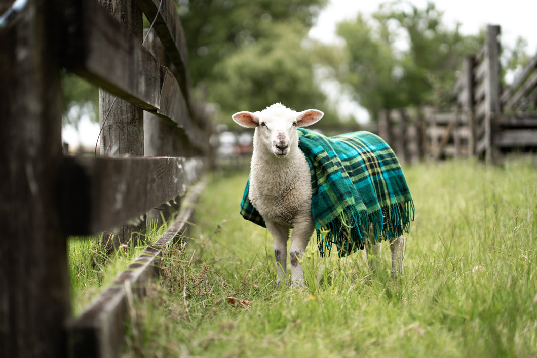 Adventure Awaits (New Wool) EVERGREEN Travel Rug NEW FOR SPRING SUMMER 2025